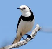 White fronted chat 
